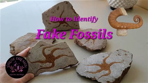 orthoceras fossil fake vs real|oregon fossil counterfeit.